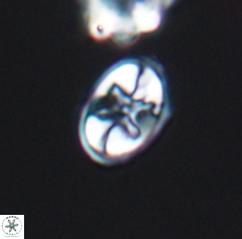 Eiffellithus equibiramus 8091