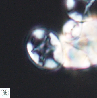 Eiffellithus equibiramus 8502