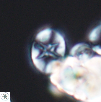 Eiffellithus equibiramus 8505