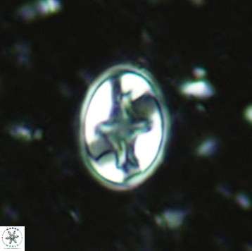 Eiffellithus eximius 05457