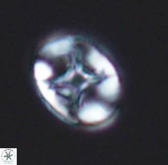 Eiffellithus keio 8390
