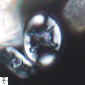 Eiffellithus keio 8554