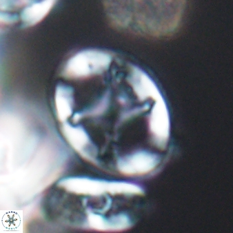 Eiffellithus keio 8552