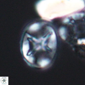 Eiffellithus keio 8626