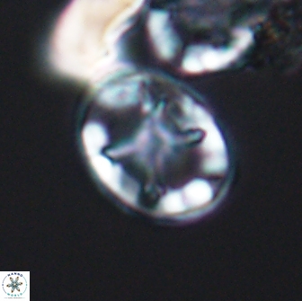 Eiffellithus keio 8623