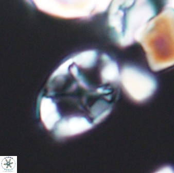 Eiffellithus keio 8725