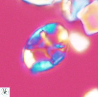 Eiffellithus keio 8726
