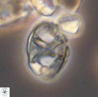 Eiffellithus keio 8728