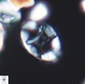 Eiffellithus keio 8721