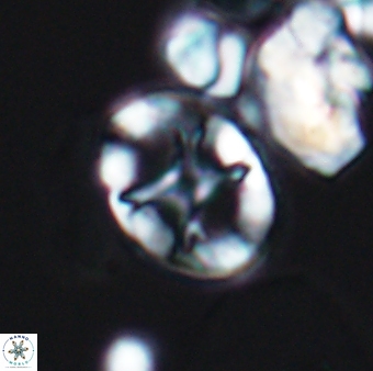 Eiffellithus keio 8824