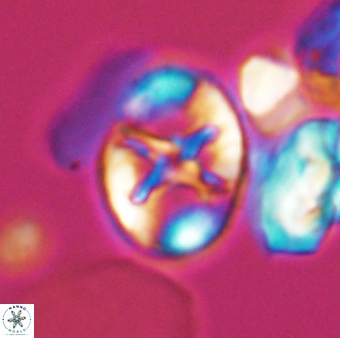 Eiffellithus keio 8826