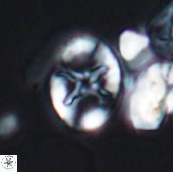 Eiffellithus keio 8827