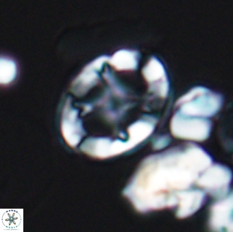 Eiffellithus keio 8828