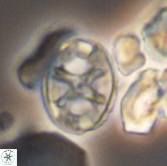 Eiffellithus keio 8830