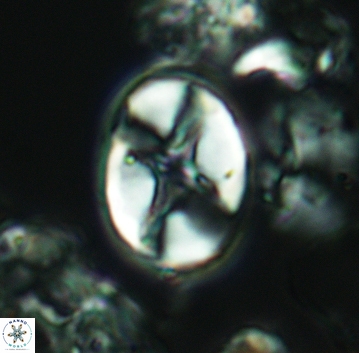 Eiffellithus leptacrostauros 03203