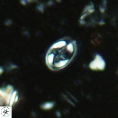 Eiffellithus lindiensis 4552