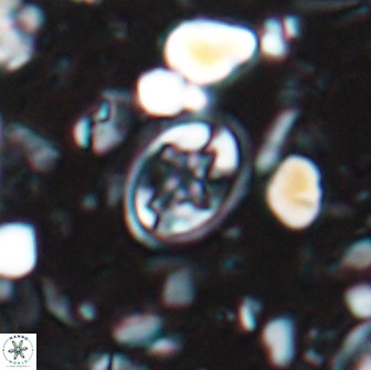 Eiffellithus monechiae 15406