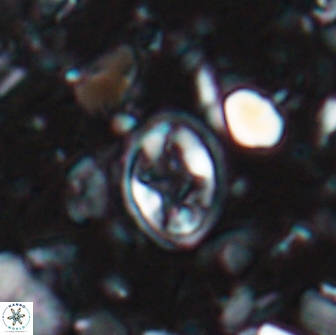 Eiffellithus monechiae 15402