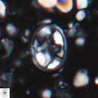 Eiffellithus monechiae 15414
