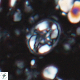 Eiffellithus monechiae 15416