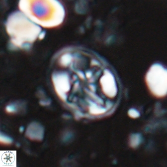 Eiffellithus monechiae 15412