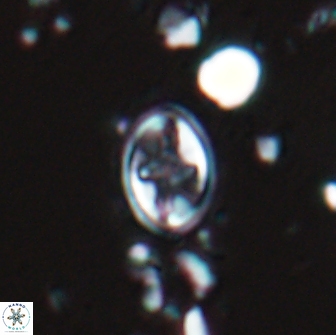 Eiffellithus monechiae 16996