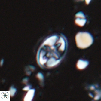 Eiffellithus monechiae 16998