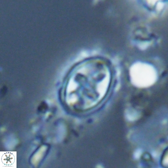 Eiffellithus monechiae 17006