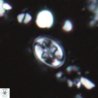 Eiffellithus monechiae 17000