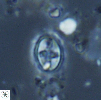 Eiffellithus monechiae 17003