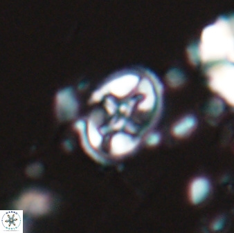 Eiffellithus monechiae 17436