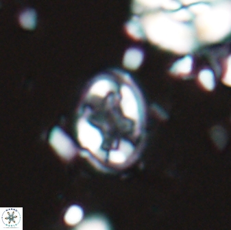 Eiffellithus monechiae 17432