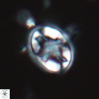 Eiffellithus monechiae 17447