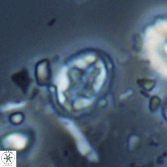 Eiffellithus monechiae 17441
