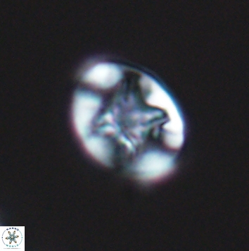 Eiffellithus parallelus 12089