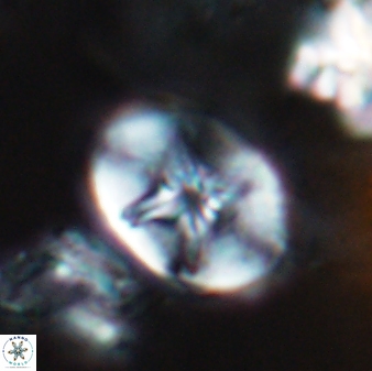 Eiffellithus parallellus 10057