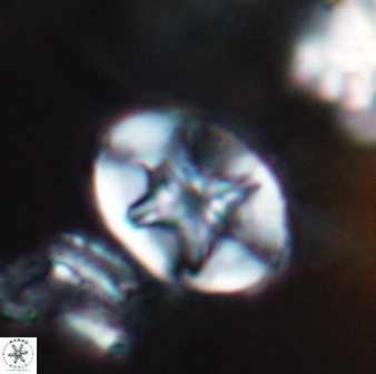 Eiffellithus parallellus 10058
