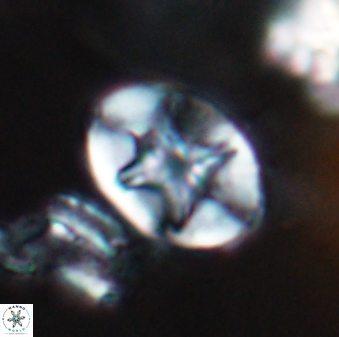 Eiffellithus parallellus 10059