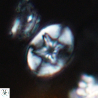 Eiffellithus parallellus 10063