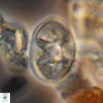 Eiffellithus parallellus 10066