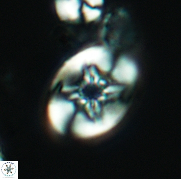 Eiffellithus parallellus 3165