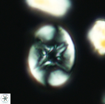 Eiffellithus parallellus 3121