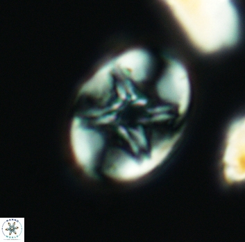 Eiffellithus parallellus 3124