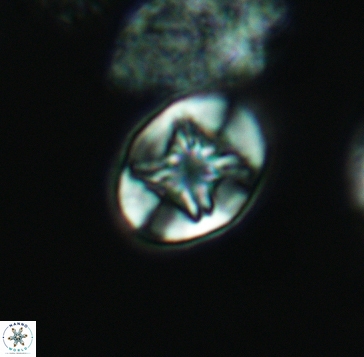 Eiffellithus parallellus 3254