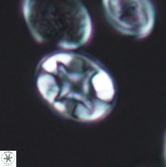 Eiffellithus perchnielseniae 8698