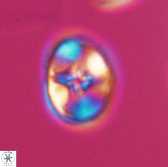 Eiffellithus perchnielseniae 8820