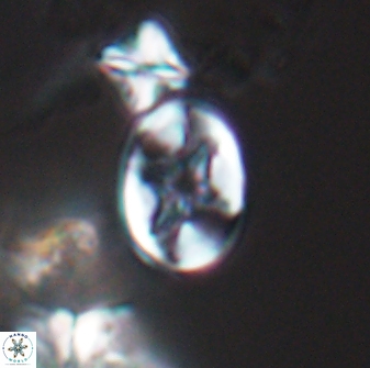 Eiffellithus phantasma 10024