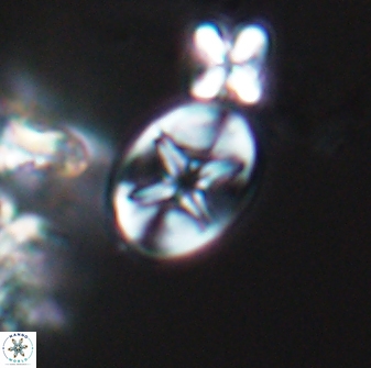 Eiffellithus phantasma 10026