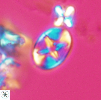 Eiffellithus phantasma 10027