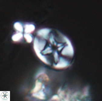 Eiffellithus phantasma 10022